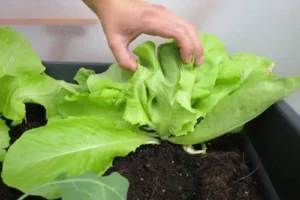 Blattsalat auf dem Balkon anbauen_4