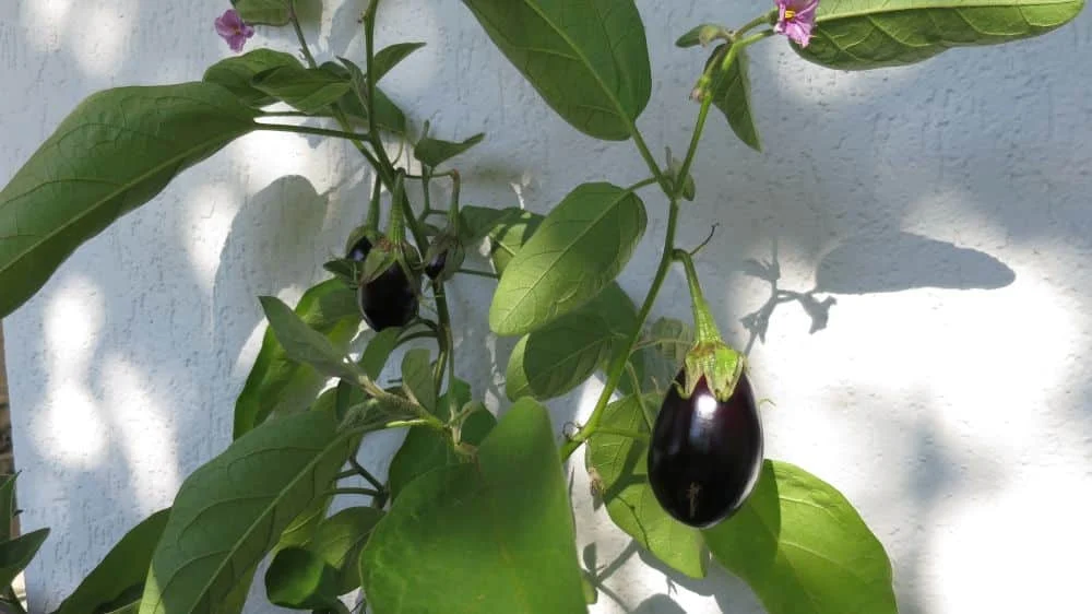 Zweiter Frühling für Auberginen auf dem Balkon