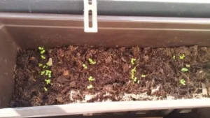 Feldsalat im Blumenkasten anbauen