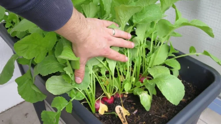 Radieschen ernten