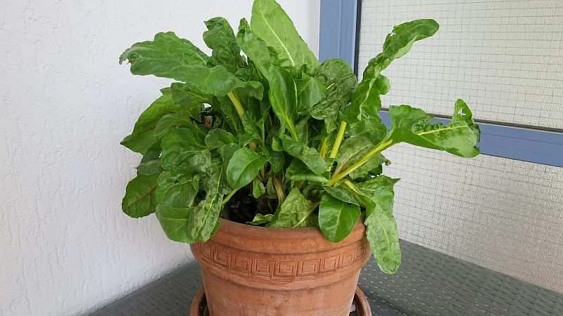 Mangold im zweiten Erntejahr auf dem Balkon