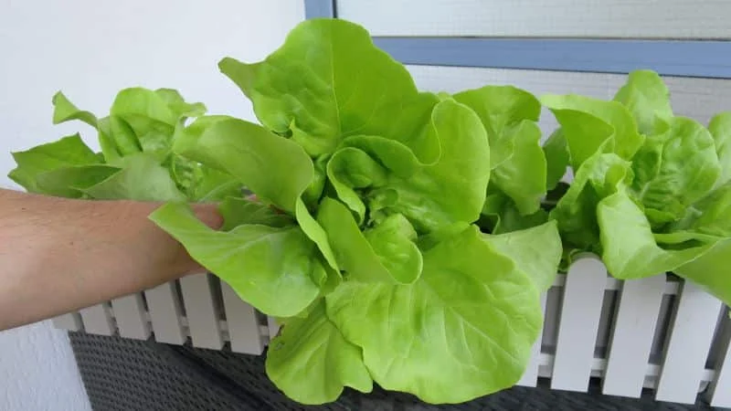 Kopfsalat richtig schneiden und ernten aus dem Blumenkasten