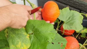 Kürbis auf dem Balkon anbauen