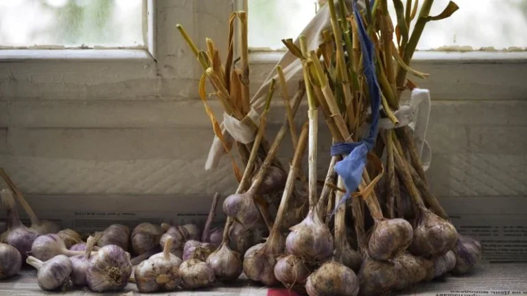 Knoblauch ernten