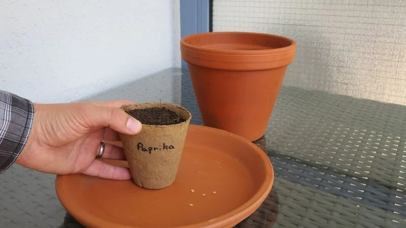 Paprika aussäen für die Balkonanzucht