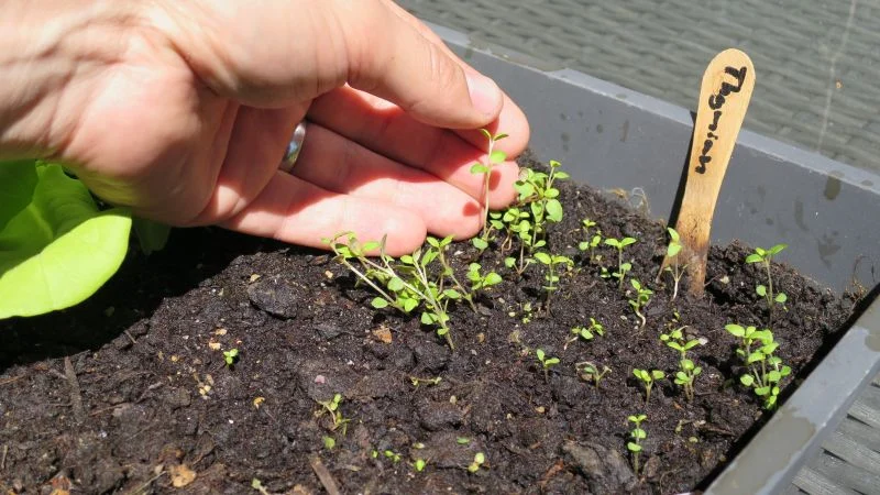 Thymian aus Samen anziehen