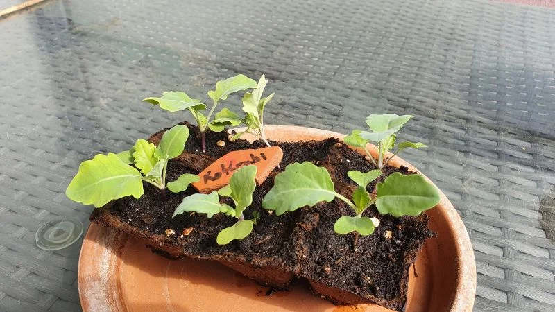 Kohlrabi aus Samen anziehen