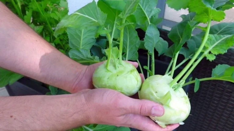 Kohlrabi richtig ernten