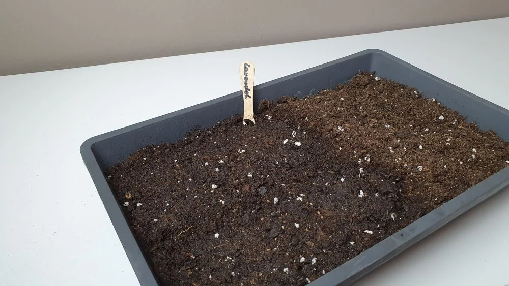 Lavendel aus Samen anziehen