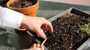 Lavendel pikieren