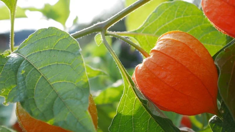 Physalis auf dem Balkon anbauen