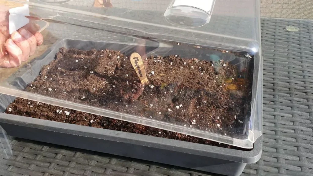 Kräuter im Zimmergewächshaus vorziehen