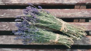 Lavendel trocknen