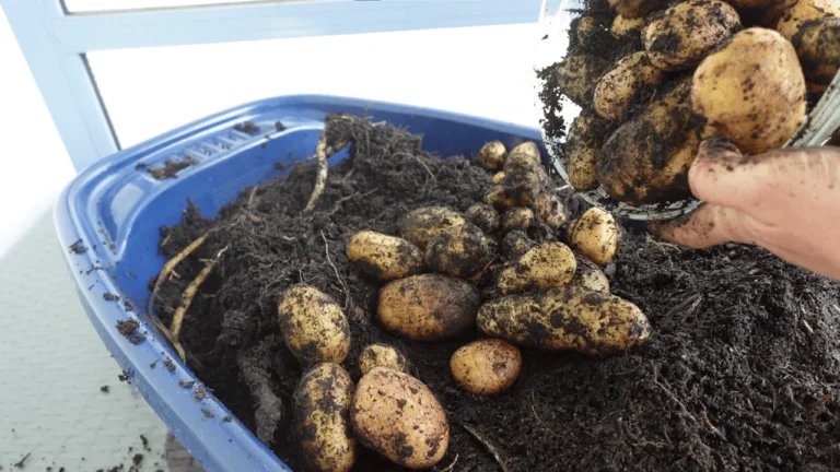 Kartoffeln nach der Ernte