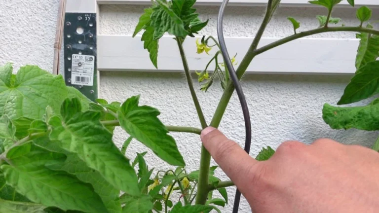 Tomaten richtig ausgeizen