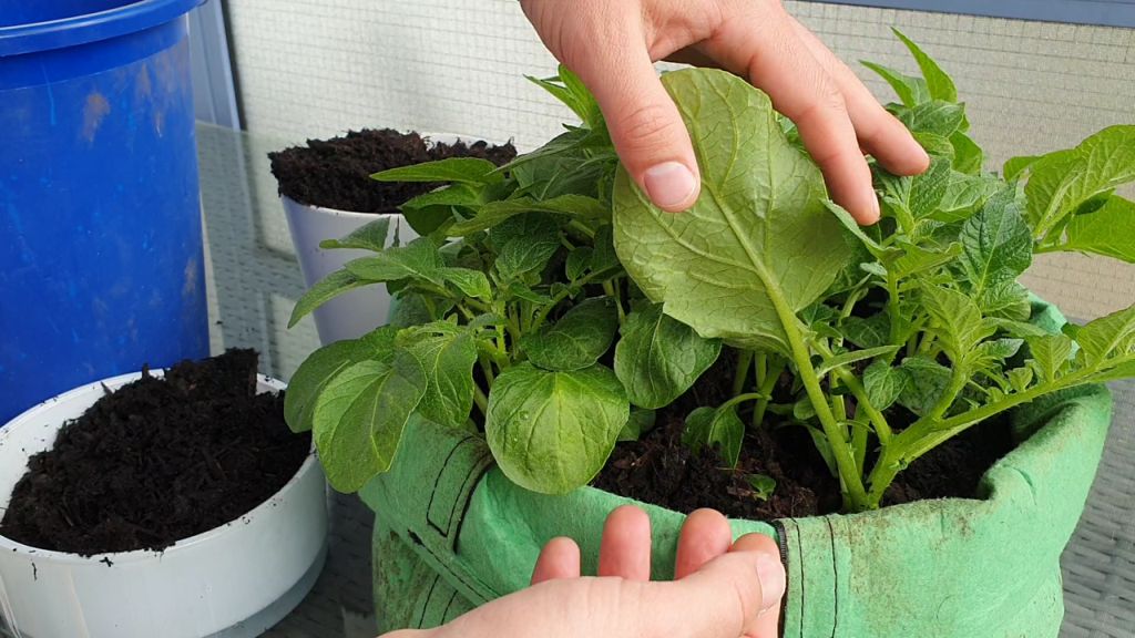 Kartoffeln anhäufeln im Pflanzsack