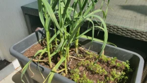 Winterknoblauch Mai