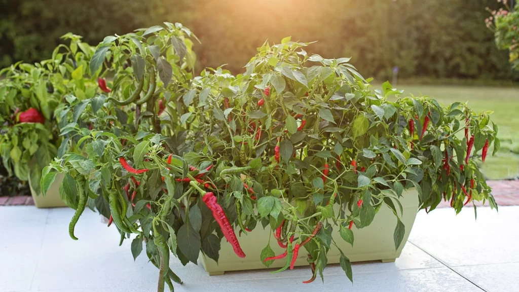 Chili auf dem Balkon pflanzen