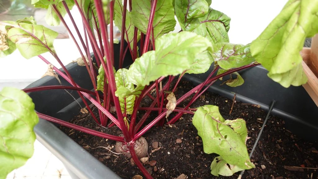 Rote Bete auf dem Balkon anpflanzen