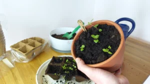Minze pikieren 8 Wochen