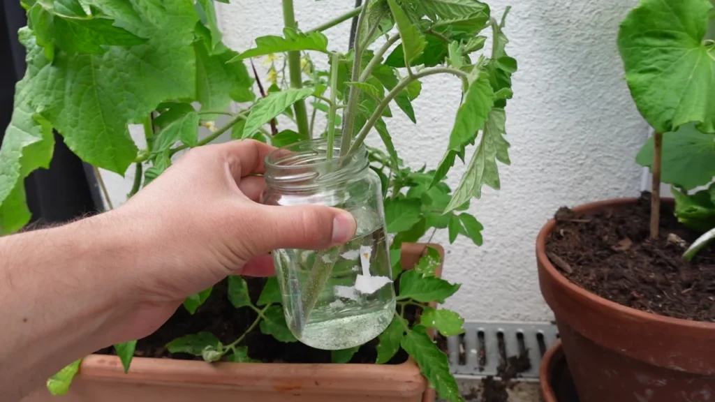 Tomaten aus Stecklingen ziehen