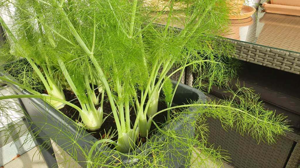 Fenchel aus Samen anziehen