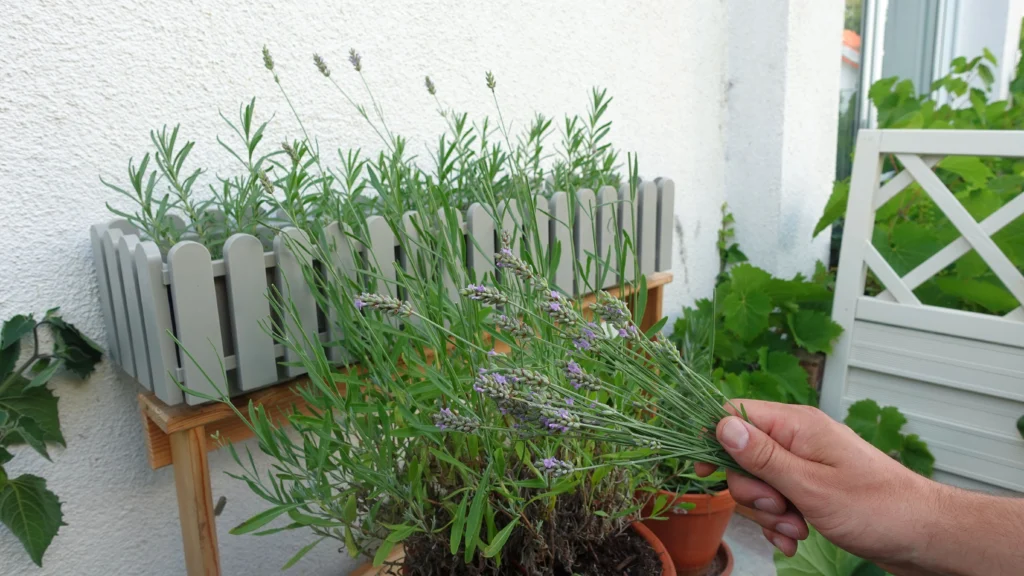 Lavendel richtig ernten – Blüten im Sommer schneiden und haltbar machen